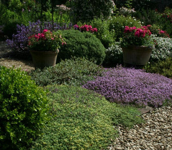 Planting for water conservation; gardening in drought conditions