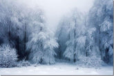 Winter Landscapes
