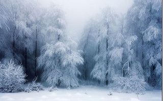 Winter Landscapes