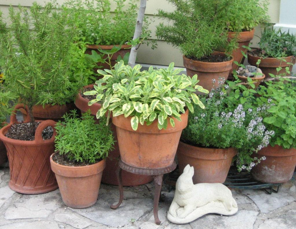The 5 Most Popular Culinary Herbs