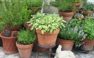 The 5 Most Popular Culinary Herbs