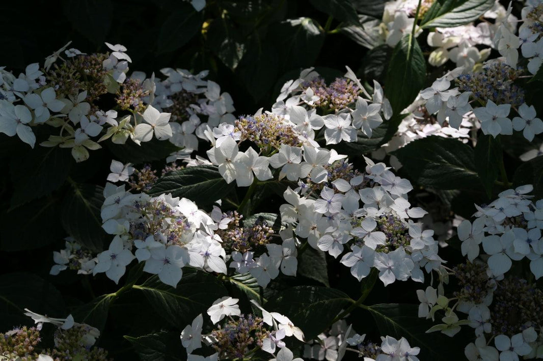 In Praise of Hydrangeas