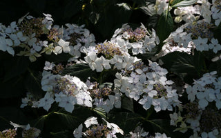 In Praise of Hydrangeas