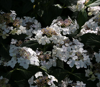 In Praise of Hydrangeas