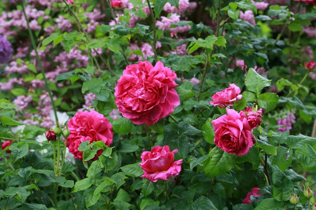 Best Plants For Summer Fragrance
