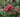 Best Plants For Summer Fragrance
