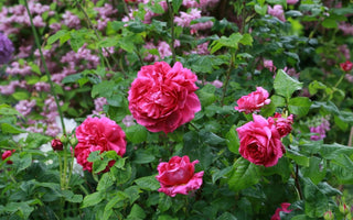 Best Plants For Summer Fragrance