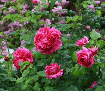 Best Plants For Summer Fragrance