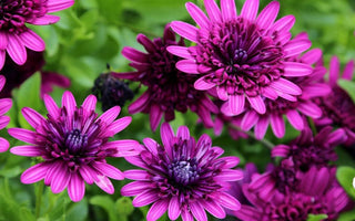 What's New In Summer Bedding