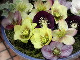 Spring sunshine means spring flowers; Andy's Adventures in Gardening