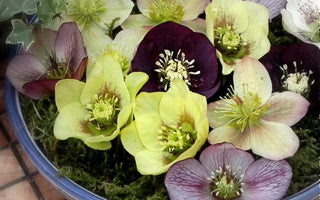 Spring sunshine means spring flowers; Andy's Adventures in Gardening