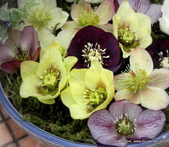 Spring sunshine means spring flowers; Andy's Adventures in Gardening