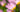 Top 10 tips for getting the lighting right in your flower photos