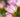 Top 10 tips for getting the lighting right in your flower photos