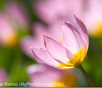 Top 10 tips for getting the lighting right in your flower photos