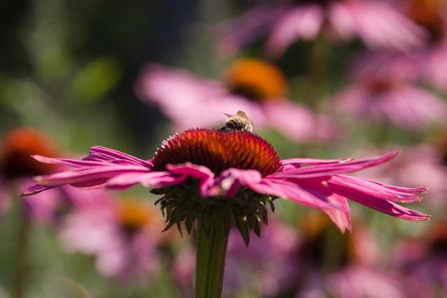 Why Garden Designers Love Echinaceas
