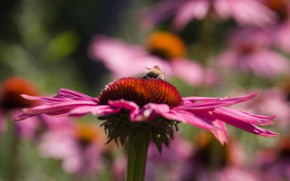 Why Garden Designers Love Echinaceas
