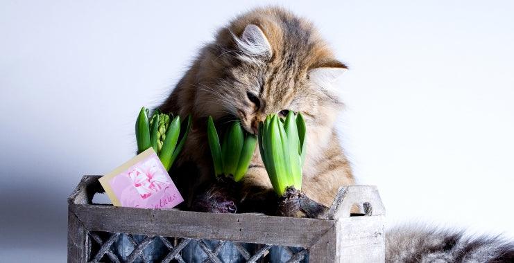 Poisonous House Plants