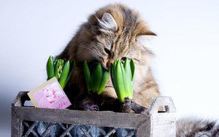Poisonous House Plants