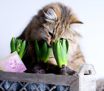 Poisonous House Plants
