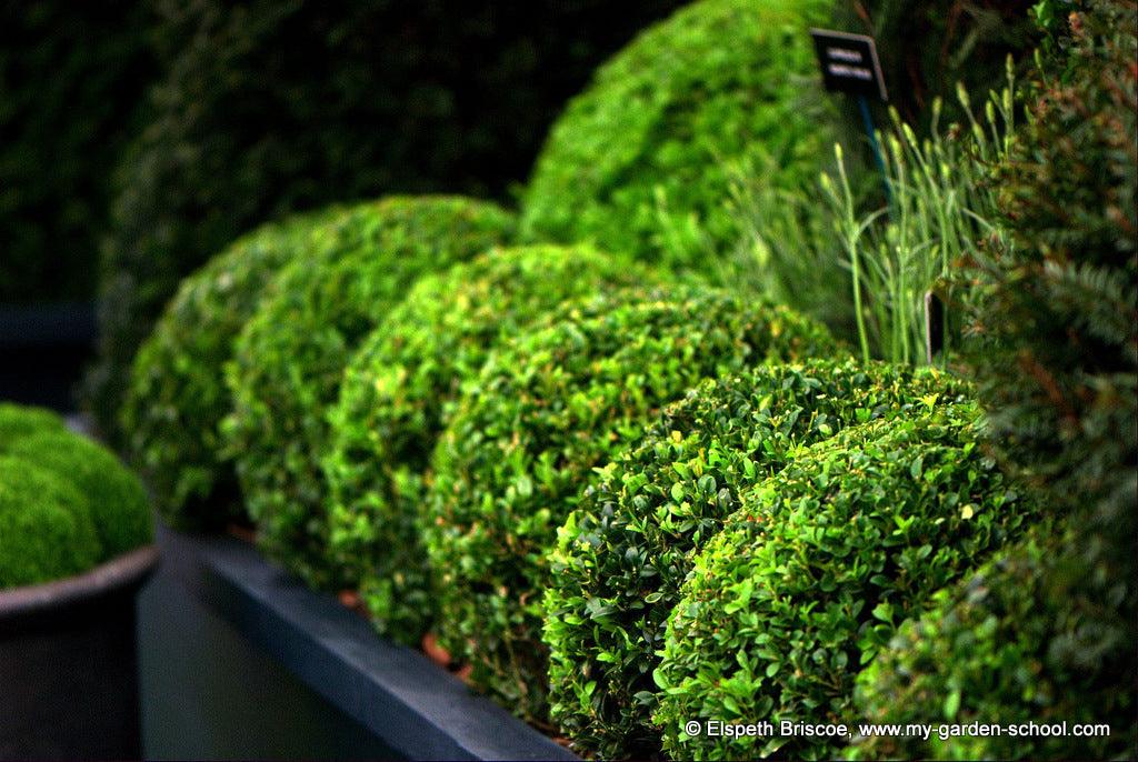 Think outside the Box: alternatives to Buxus sempervirens