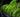 Think outside the Box: alternatives to Buxus sempervirens