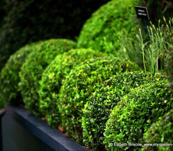 Think outside the Box: alternatives to Buxus sempervirens