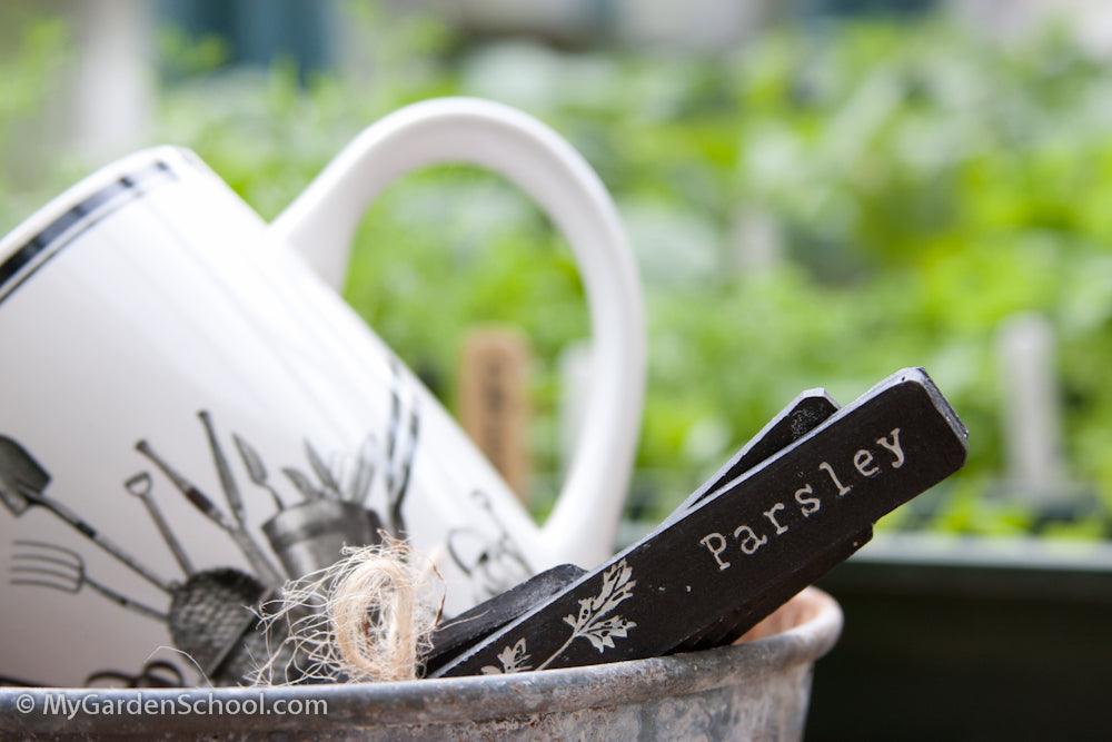 My Top Ten Herbs to grow in pots and on the windowsill