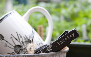 My Top Ten Herbs to grow in pots and on the windowsill