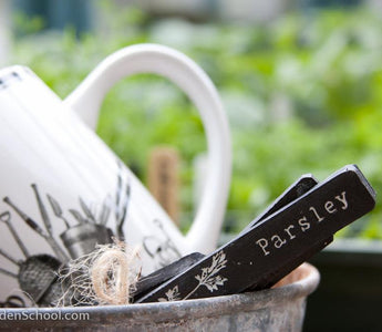 My Top Ten Herbs to grow in pots and on the windowsill