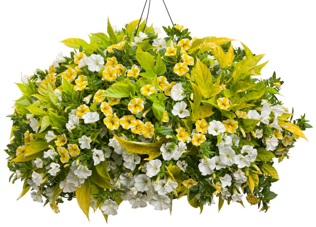 10 Best Plants For Hanging Basket