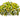 10 Best Plants For Hanging Basket