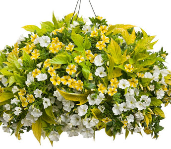 10 Best Plants For Hanging Basket