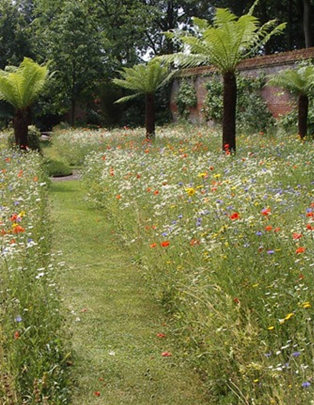 A Wildflower Meadow; an easy option or hard work?