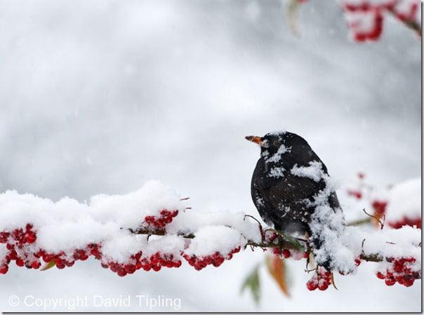 Garden Bird Photography Master Class