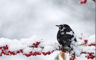 Garden Bird Photography Master Class