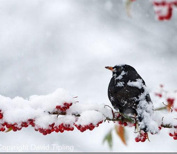 Garden Bird Photography Master Class