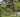 Garden arches, obelisks and arbours and climbing plants to grow on them