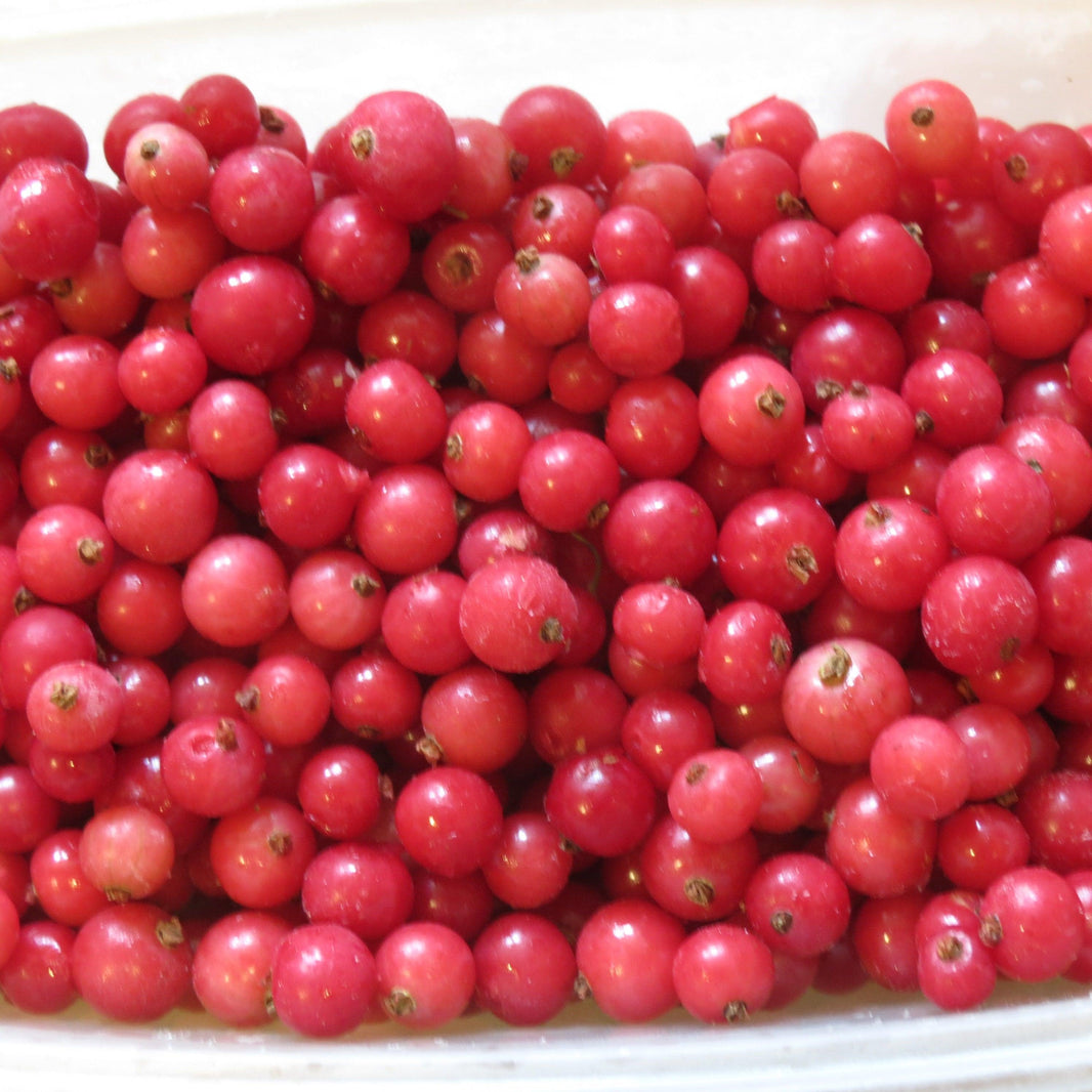 Fruit for little gardens