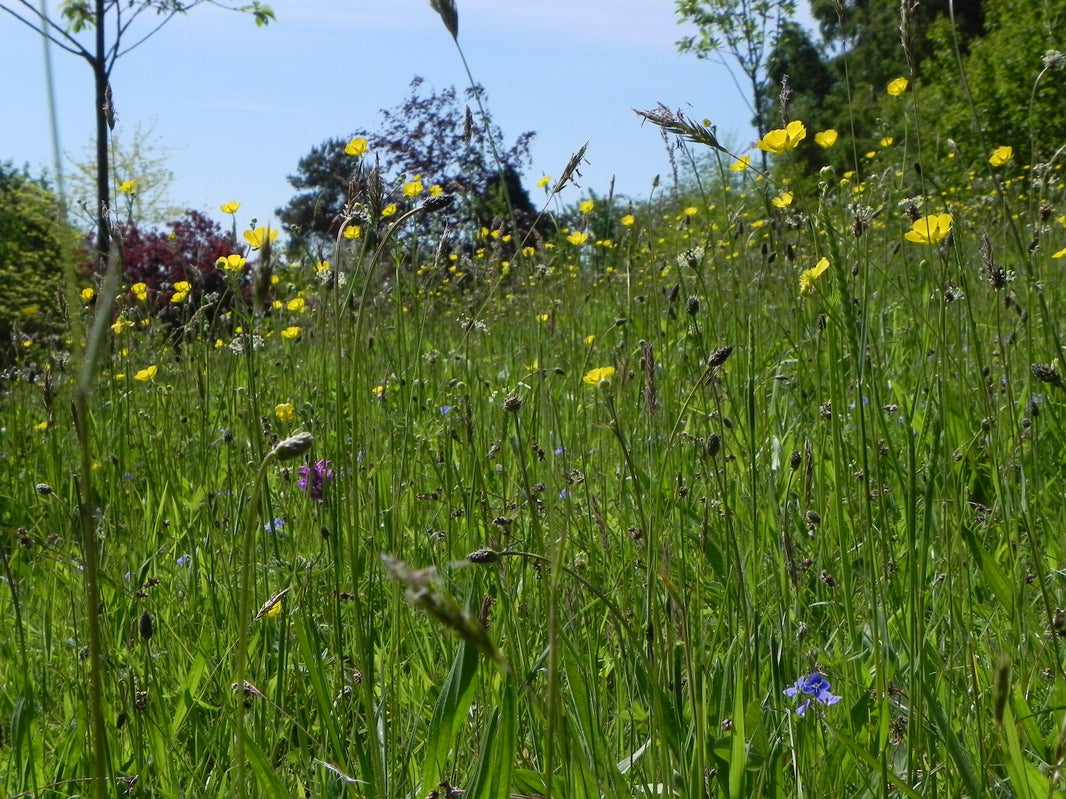 How to make a meadow using plug plants