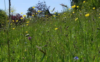 How to make a meadow using plug plants