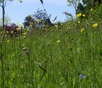 How to make a meadow using plug plants