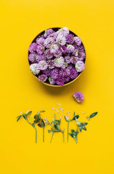 Edible Flowers Guide: The Ultimate List for the UK