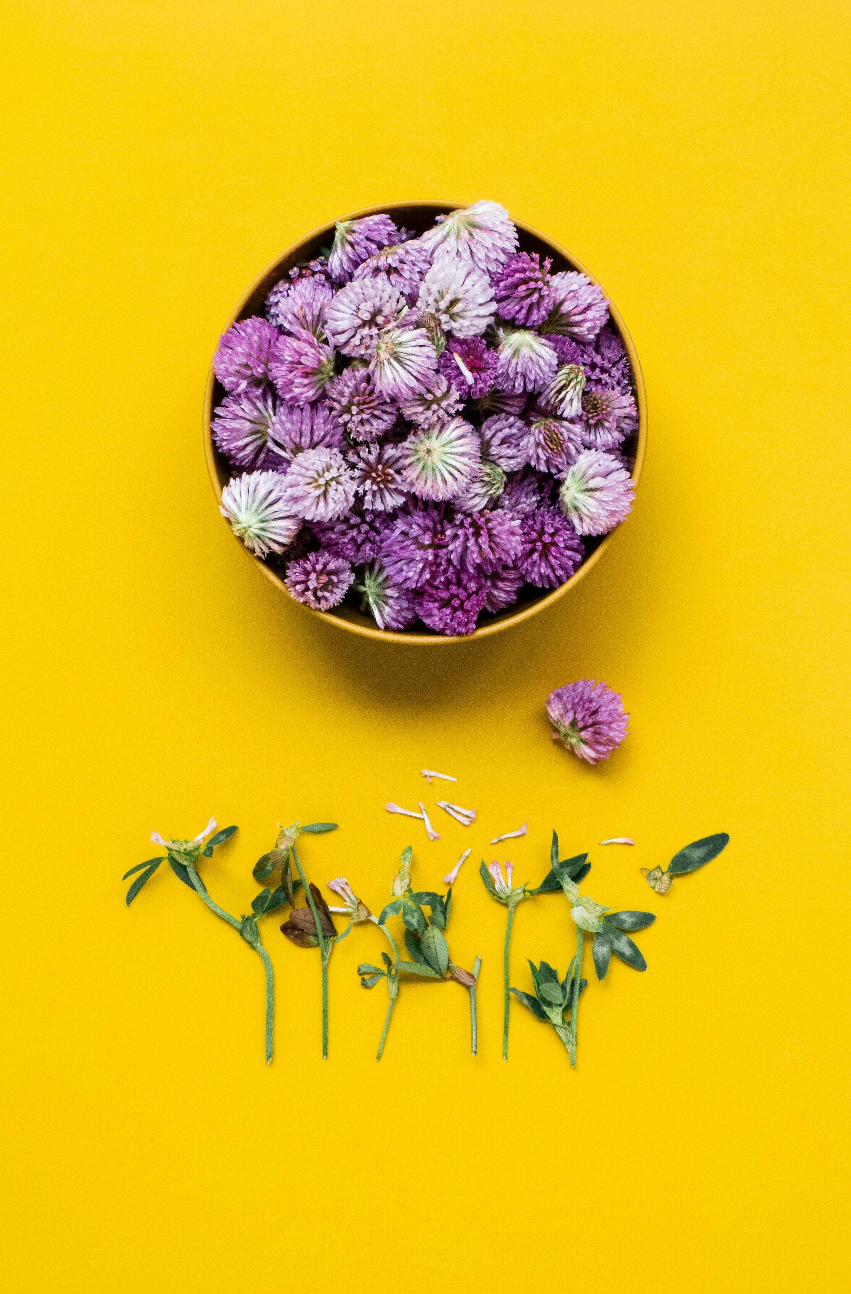 Edible Flowers Guide: The Ultimate List for the UK