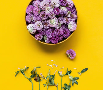 Edible Flowers Guide: The Ultimate List for the UK