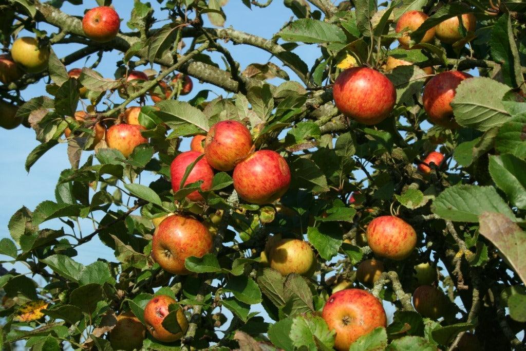 Time for trees - it's a great time to plant a tree in your garden