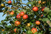 Time for trees - it's a great time to plant a tree in your garden
