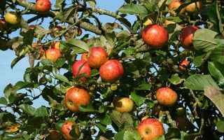 Time for trees - it's a great time to plant a tree in your garden