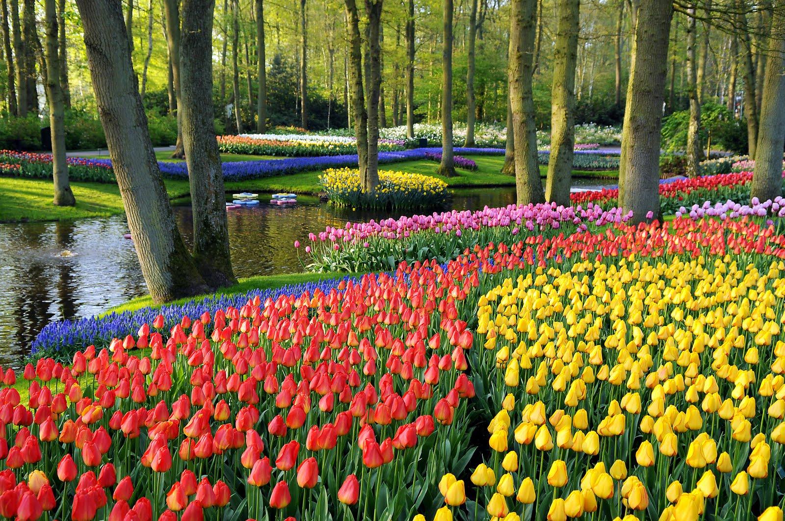 The Planting of 7 Million Bulbs at Keukenhof