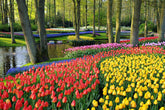 The Planting of 7 Million Bulbs at Keukenhof